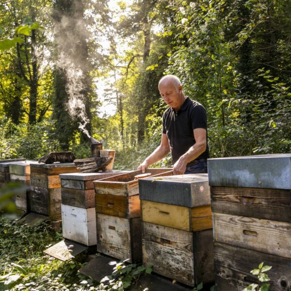 Hermann Bohle öffnet einen Bienenstock, indem er einen Rahmen entfernt, zur Hilfe verwendet er einen Smoker, welcher neben ihm steht, im Hintergrund ist ein Wald zu erkennen