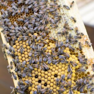 Eine Bienenwabe Des Bienenstocks