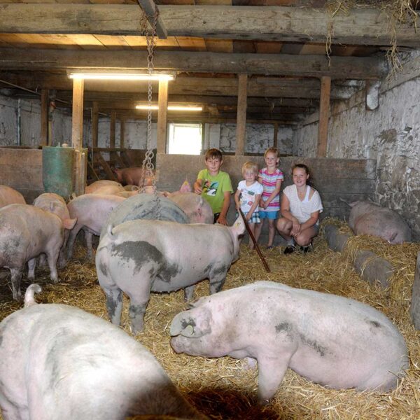 Mehrere Ländle Alpschweine der Alpe Gulm Gävis stehen im mit Stroh eingestreuten Stall, die Kindern der Älpler-Familie sind bei ihnen.