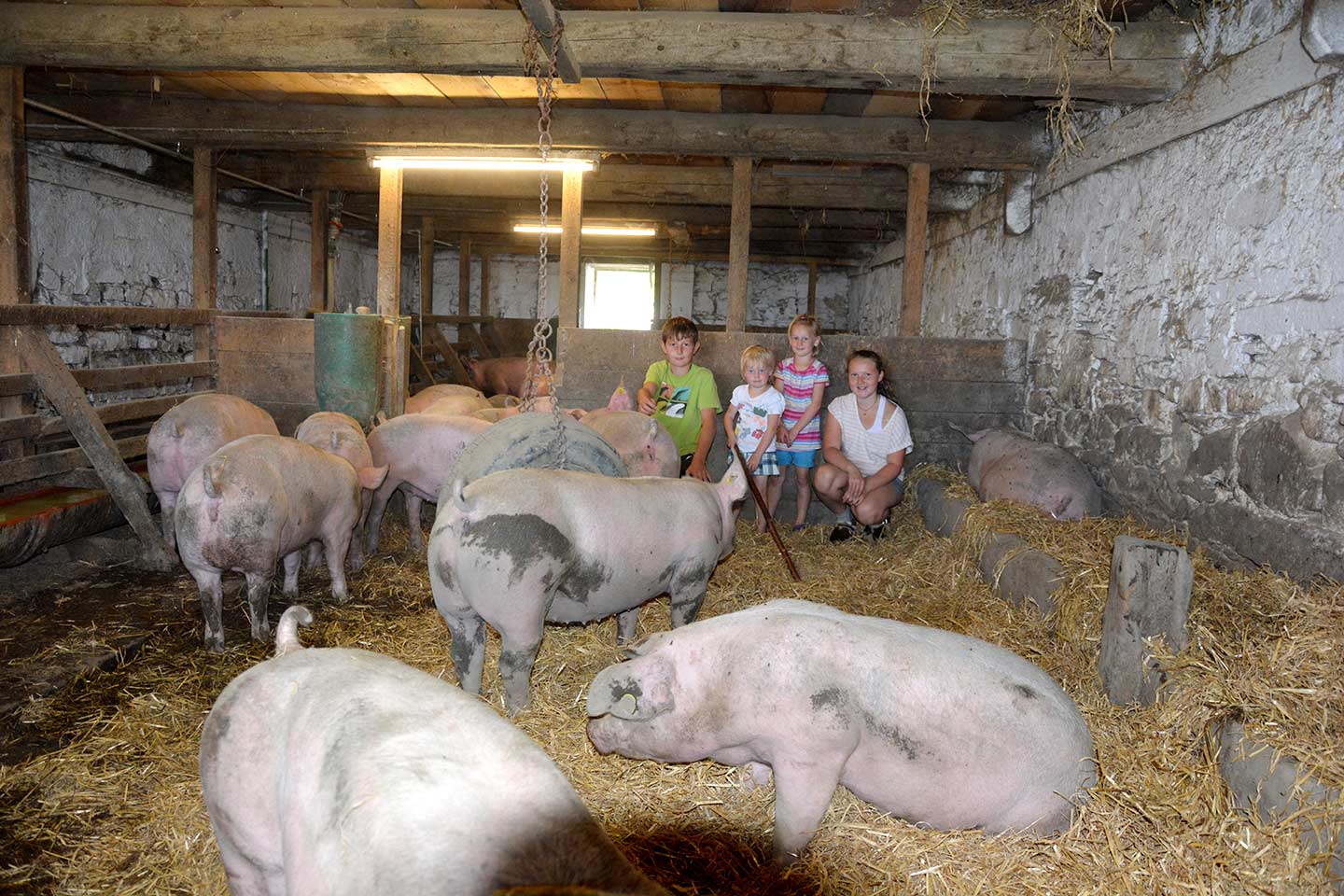 Mehrere Ländle Alpschweine Der Alpe Gulm Gävis Stehen Im Mit Stroh Eingestreuten Stall, Die Kindern Der Älpler-Familie Sind Bei Ihnen.