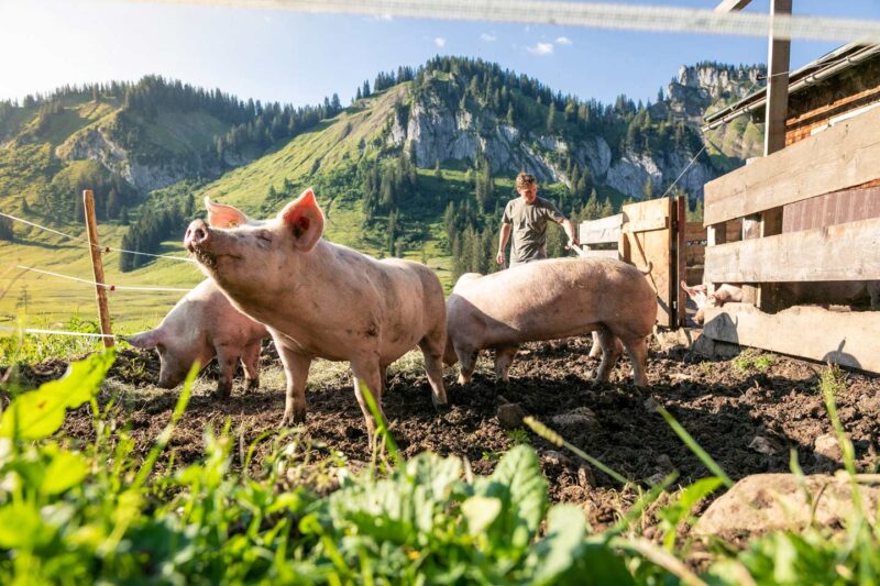 Mehrere Ländle Alpschweine Wühlen In Der Erde Des Außengeheges Der Alpe Stongen Mit Bergpanorama Im Hintergrund.