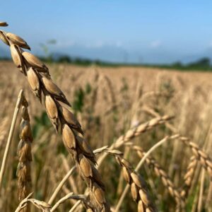 Laendle Dinkel Feld Von Gerold Keckeis In Rankweil-Brederis