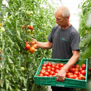 Walter Gehrer Pflückt Tomaten Und Legt Sie In Eine Kiste (Foto: Pallinger)
