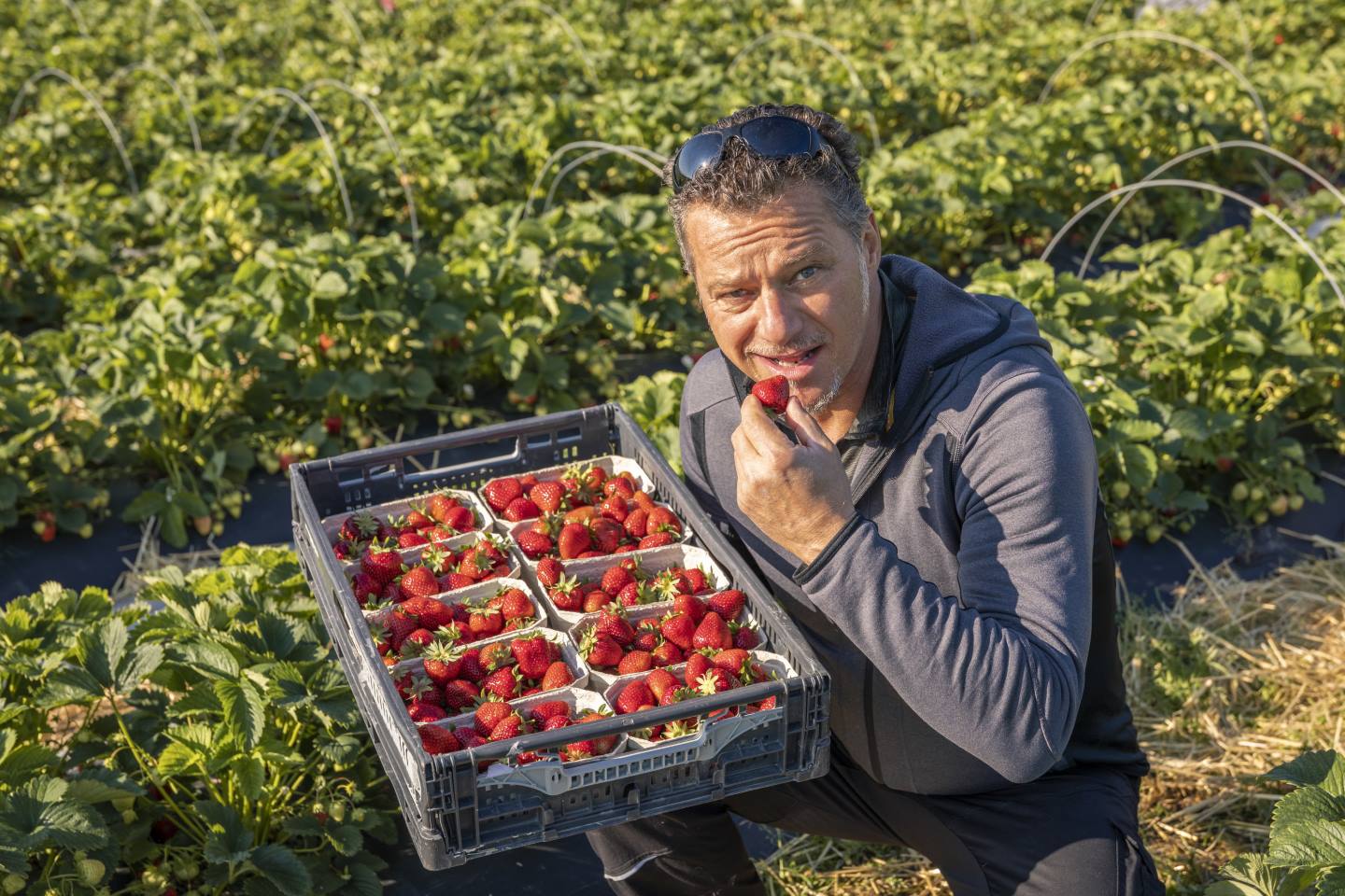 Wolfgang Karg Verköstigt Eine Seiner Ländle Erdbeeren, Außerdem Hält Er Eine Kiste Voller Erdbeeren In Seiner Hand