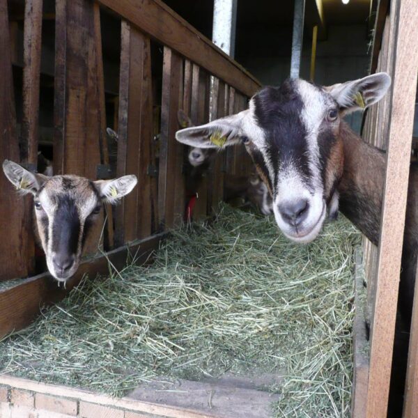 Zwei Ziegen von Rosina und Klaus stehen im Stall und schauen in die Kamera