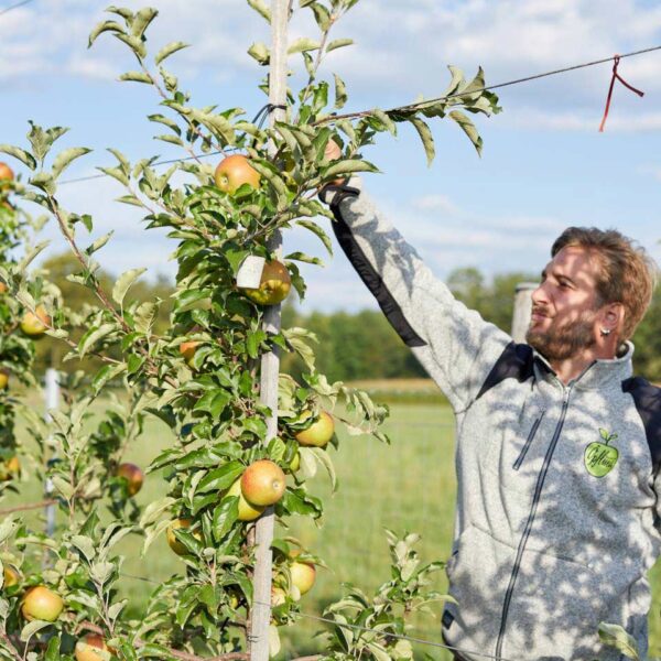 Andreas Kröss pflückt einen Apfel von einem Apfelbaum, daneben sind mehrere Apfelbäume im Bild