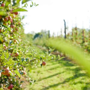 Mehrere Apfelbäume Mit Äpfeln, Auf Der Plantage Des Öpflmas