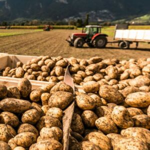 Auf Dem Bild Ist Der Ertrag Der Kartoffelernte Zu Sehen, Im Hintergrund Sieht Man Außerdem Noch Den Kartoffelacker Und Einen Traktor Mit Anhänger