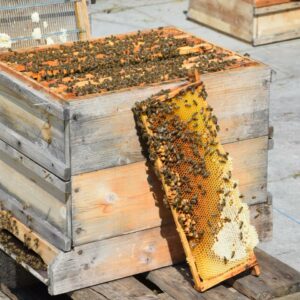 Bienenstock Und Honigwabe