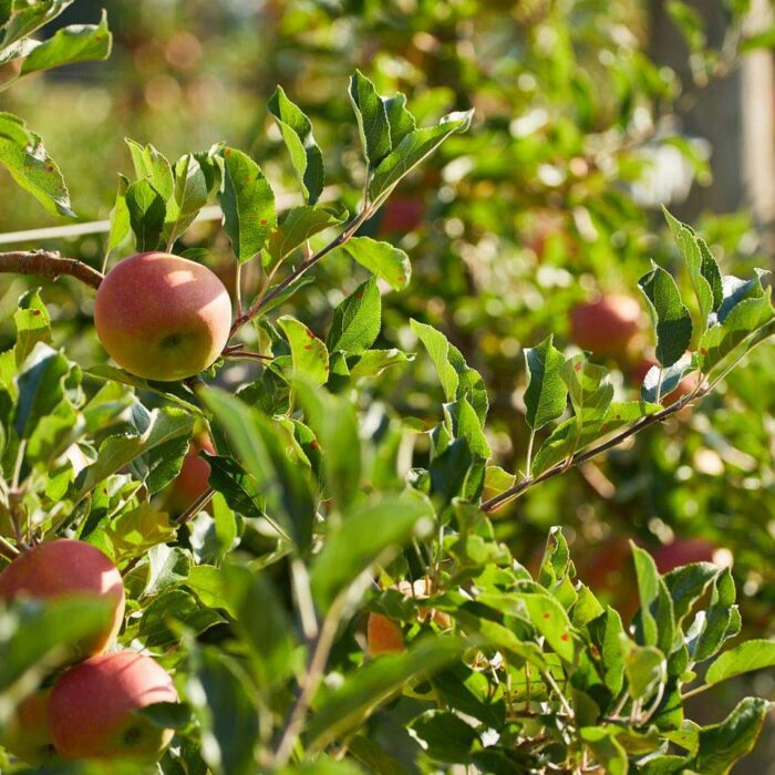 Auf dem Bild sind mehrere Äste eines Apfelbaums mit Äpfeln zu sehen