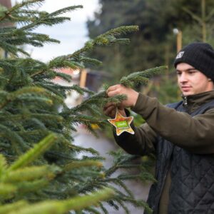Ein Mitarbeiter Des Forstbetriebs Hängt Ein Ländle Gütesiegel An Einen Christbaum