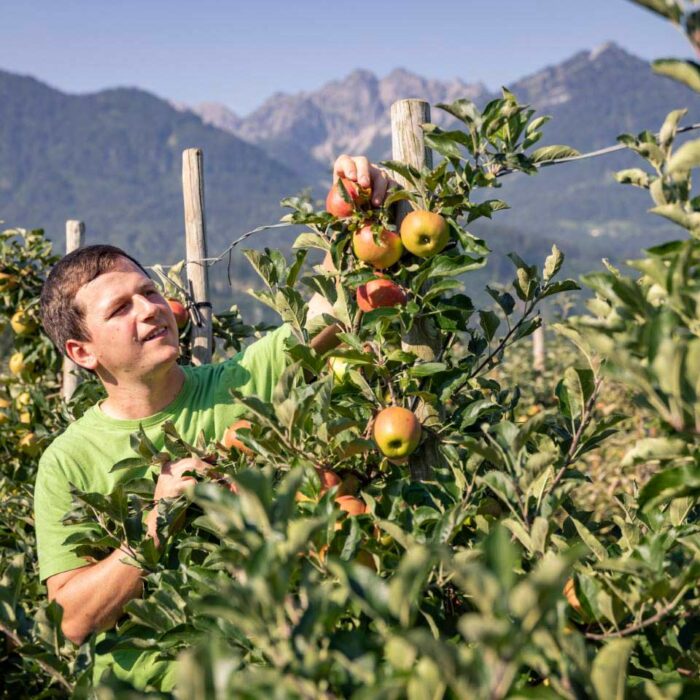 Simon Matt pflückt einen Apfel von einem Baum der Plantage im Hintergrund sieht man ein Bergpanorama