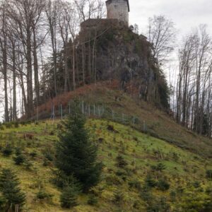 Das Christbaum Feld Des Forstbetriebes Waldburg-Zeil, Im Hintergrund Ist Außerdem Die Burg Selbst Abgebildet