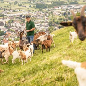 Alexis Tschütscher Steht Am Hang Mit Seinen Ziegen, Im Hintergrund Ist Das Rheintal Zu Sehen