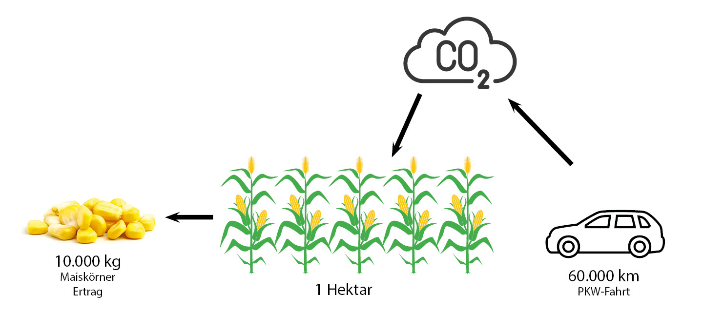 Garfik Mais und CO2 Bindung