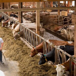 Biohof Sieber Stall Mit Rindern