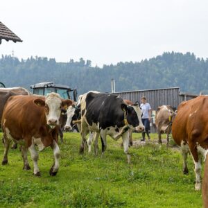 Biohof Sieber Rinder Auf Der Weide