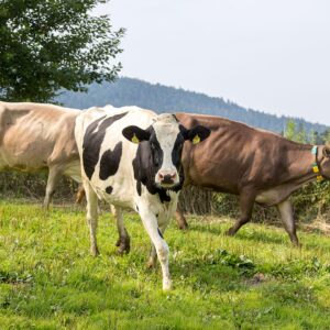 Biohof Sieber Rinder Auf Der Weide