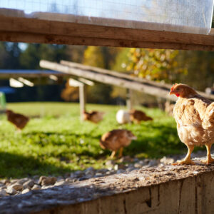 Hühner Auf Der Weide Von Biohof Feurle