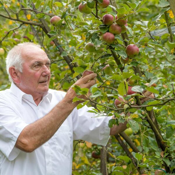 Toni Schiefer steht in seiner Apfelplantage in Götzis und begutachtet den Zustand der fast reifen Äpfel.