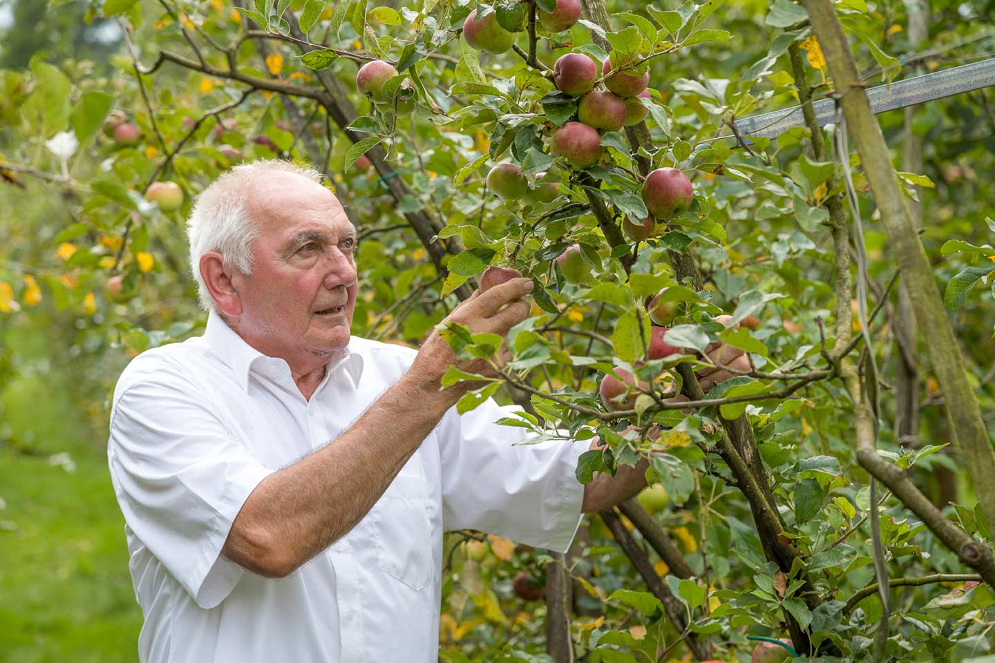 Toni Schiefer Steht In Seiner Apfelplantage In Götzis Und Begutachtet Den Zustand Der Fast Reifen Äpfel.