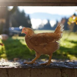Huhn In Freilandhaltung, Foto: Christoph Pallinger