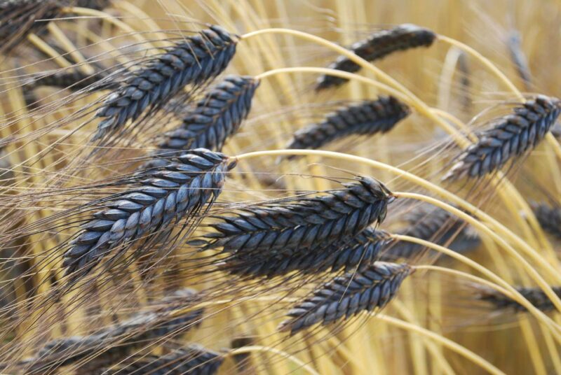 Emmer-Feld, Foto: Gettyimages