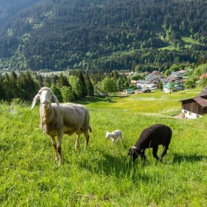 Heidi Mitterlehners Schafe Auf Der Weide In Wald Am Arlberg (Foto: Weissengruber)