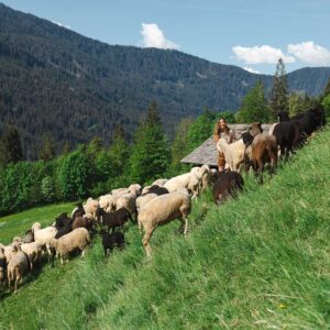 Heidi Mitterlehner Inmitten Ihrer Schafherde (Foto: Weissengruber)
