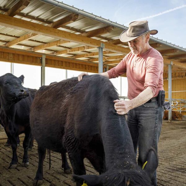 Rainer Müller kümmert sich liebevoll um seine Angus Rinder (Foto: Weissengruber)