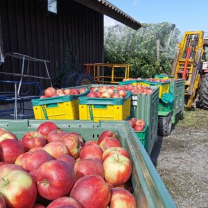 Erntezug Auf Der Apfelplantage Von Evi Und Werner Witzemann