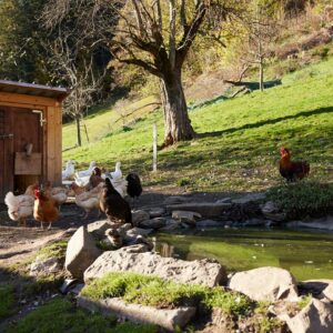 Hühner Und Enten Am Teich Des Spallenhofs (Foto: Pallinger)
