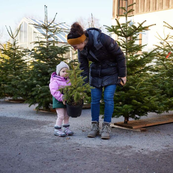 Mutter mit Kind holt einen Ländle Christbaum im Topf vom Landesforstgarten (Foto: Pallinger)