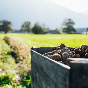 Kartoffellagerkiste Auf Dem Feld Vom Hof Gravis - Thomas Bischof - Foto: Manuel Paul