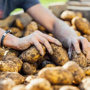 Sortieren Der Frisch Geernteten Kartoffeln Auf Dem Hof Gravis – Thomas Bischof – Foto: Manuel Paul