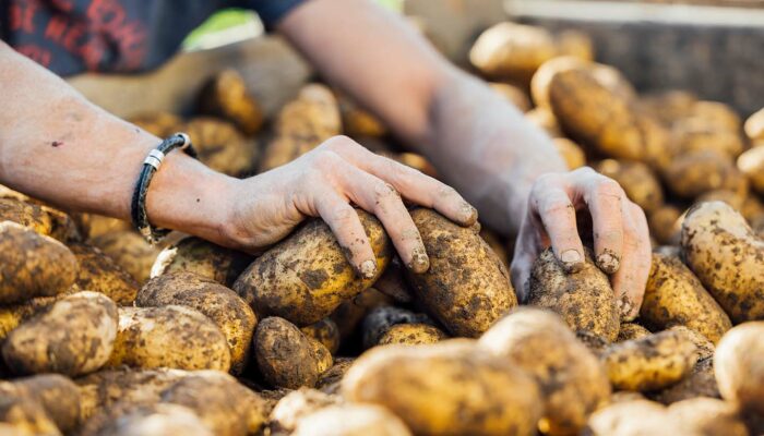 Nahaufnahme Von Kartoffeln In Der Kartoffellagerkiste - Hof Gravis - Thomas Bischof - Foto: Manuel Paul