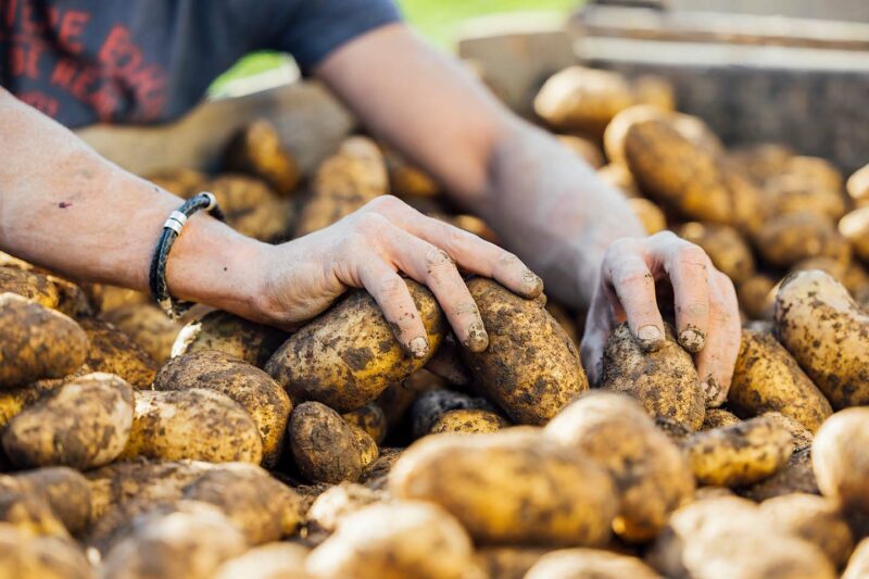 Nahaufnahme Von Kartoffeln In Der Kartoffellagerkiste - Hof Gravis - Thomas Bischof - Foto: Manuel Paul