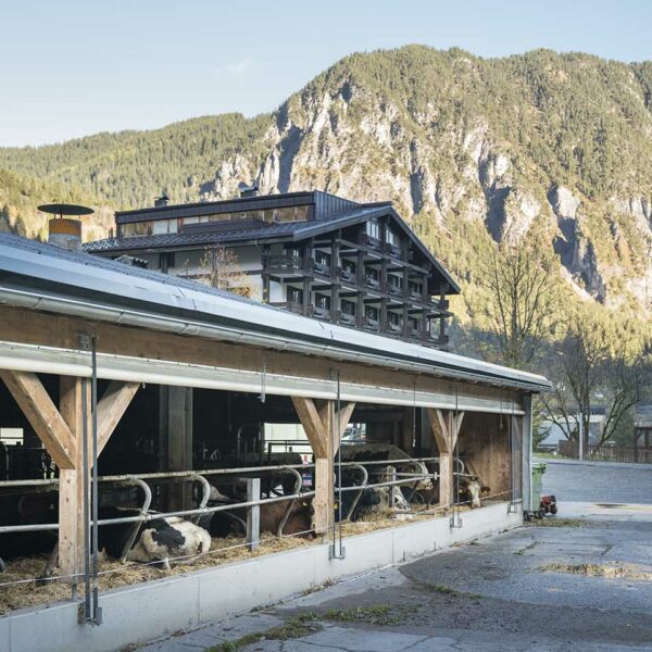 Im Vordergrund ist ein Ausschnitt des Stalles mit Rindern zusehen. Im Hintergrund das Sporthotel der Familie Beck.