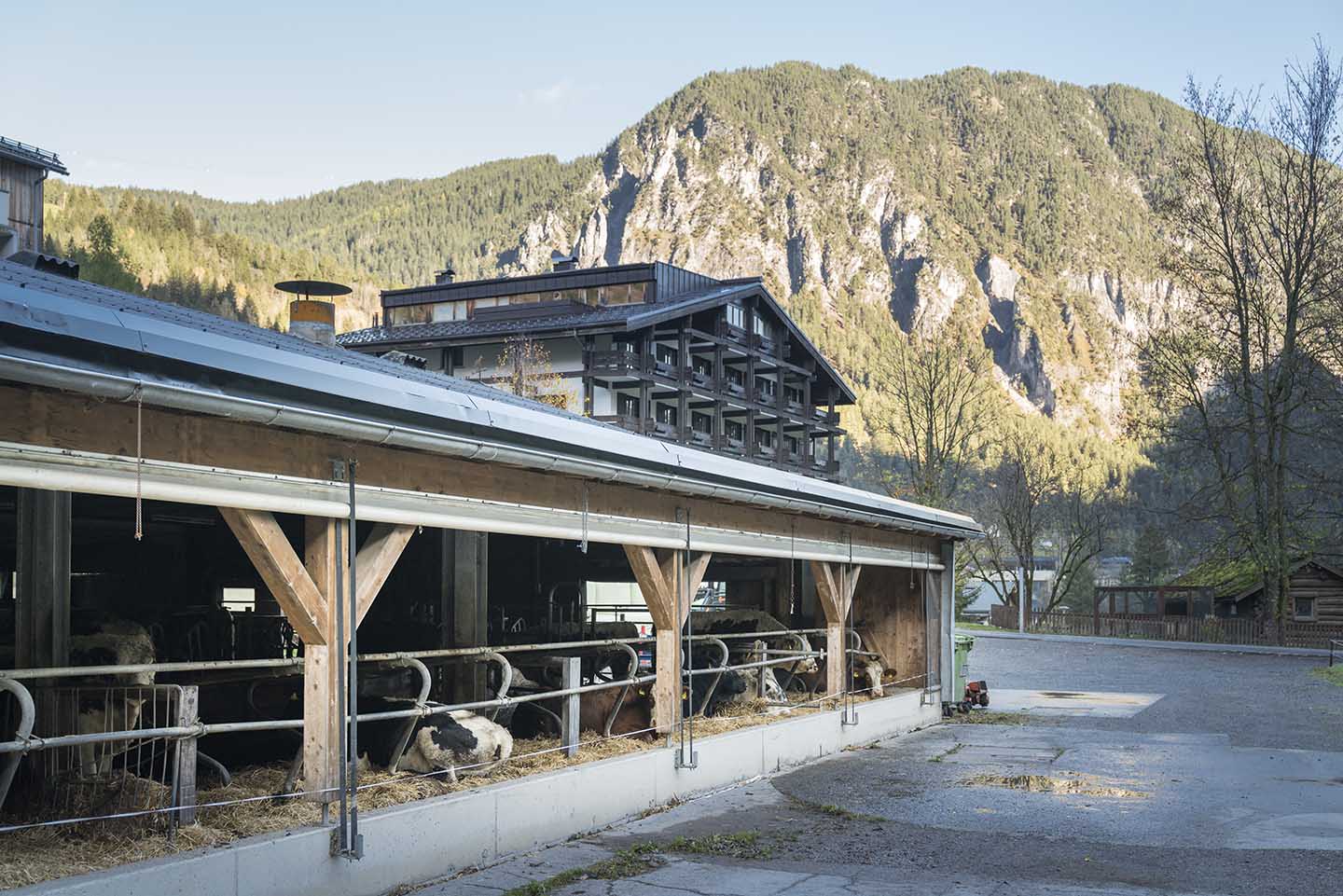 Im Vordergrund Ist Ein Ausschnitt Des Stalles Mit Rindern Zusehen. Im Hintergrund Das Sporthotel Der Familie Beck.