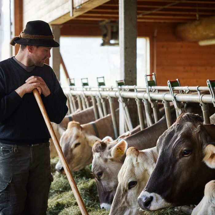 Das Foto zeigt Mathias Erath, ein Milchlieferant der Alpenkäse Bregenzerwald Sennerei, in seinem Stall in Au neben seinen Milchkühen.