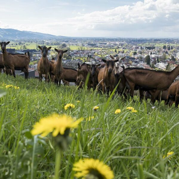 Mehrere Ziegen stehen auf einer blühenden Wiese mit Ausblick auf den Ort.