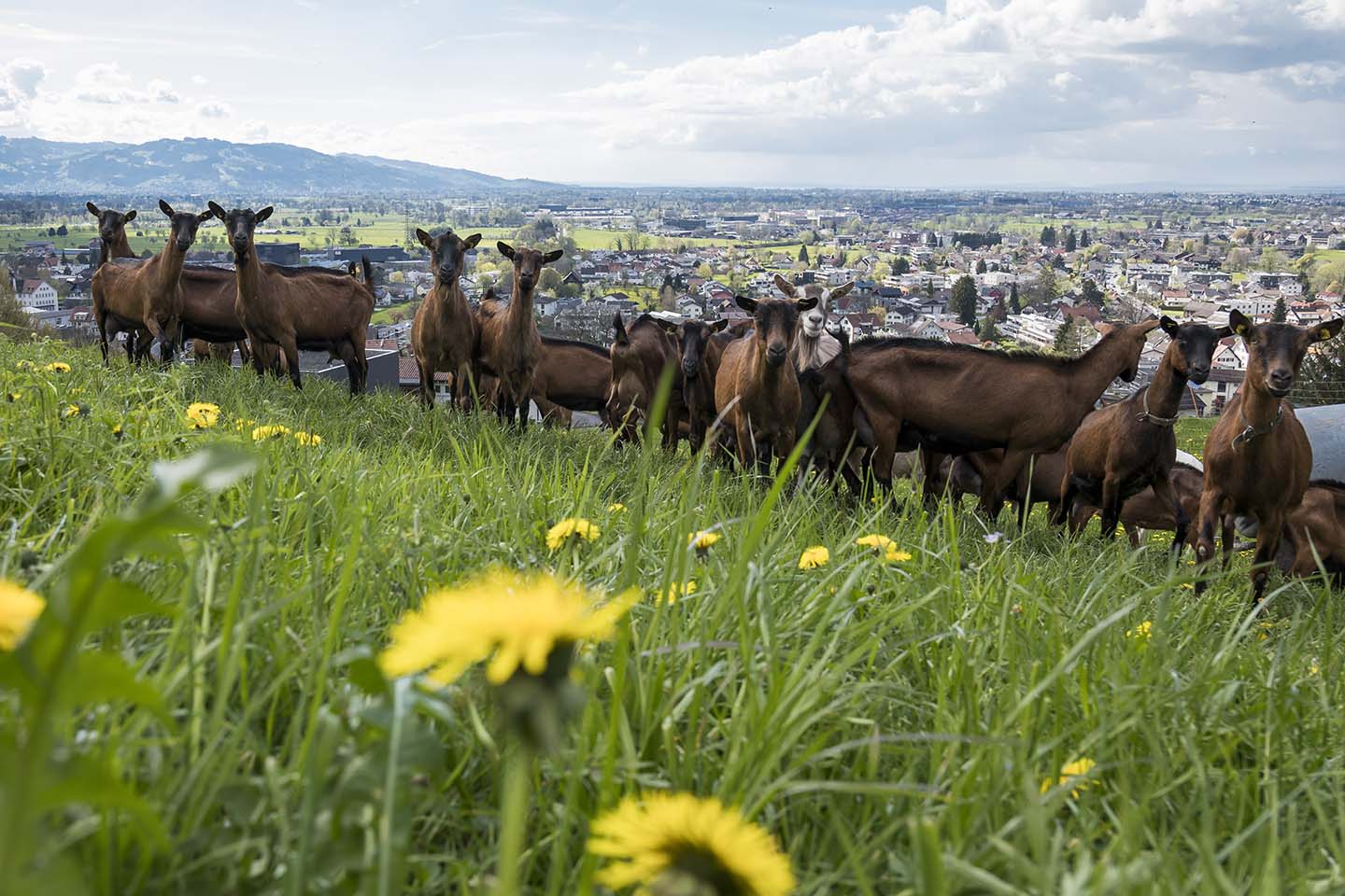 Mehrere Ziegen Stehen Auf Einer Blühenden Wiese Mit Ausblick Auf Den Ort.