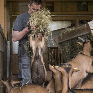 Mario König Füttert Ziegen Mit Heu – Foto Michael Kreyer