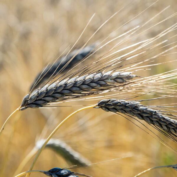 Emmer Getreide auf dem Feld - Foto Stefan Sauer
