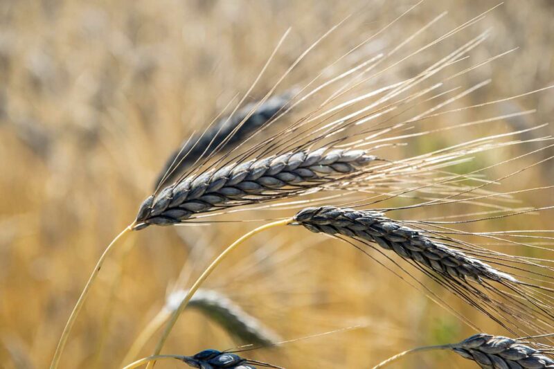 Emmer Getreide Auf Dem Feld - Foto Stefan Sauer