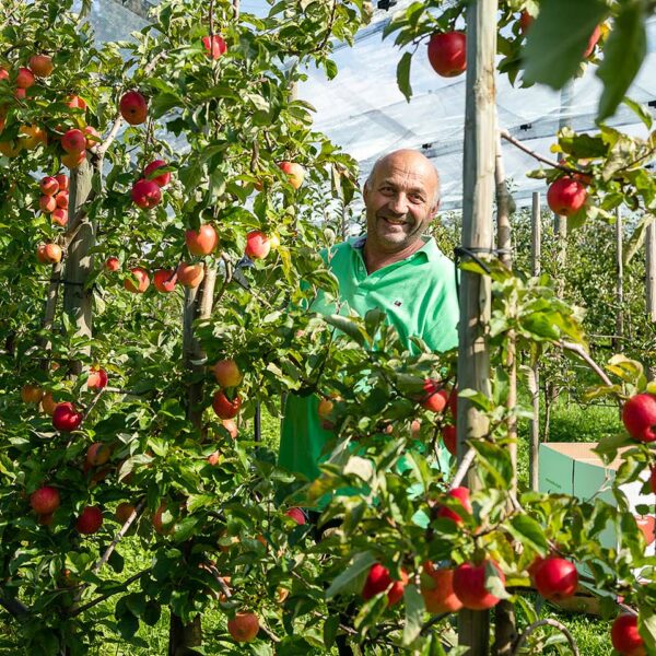 Werner Witzemann lächelt in die Kamera während er Ländle Äpfel von einem seiner Apfelbäume pflückt.