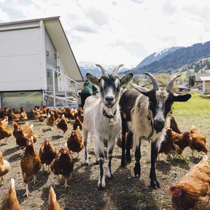 Ziegen zusammen mit Hühnern vor dem Stall - Foto Manuelpaul.com