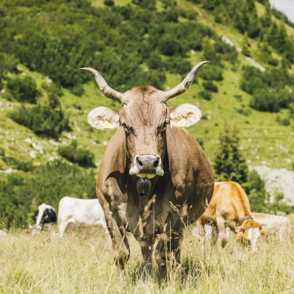 Ein Ländle Bio Alprind mit großen Hörnern steht auf einer Bergwiese und schaut in die Kamera. Im Hintergrund sind weitere Alprinder zu sehen.