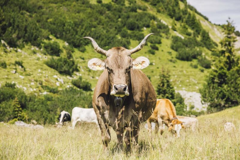 Ein Ländle Bio Alprind Mit Großen Hörnern Steht Auf Einer Bergwiese Und Schaut In Die Kamera. Im Hintergrund Sind Weitere Alprinder Zu Sehen.
