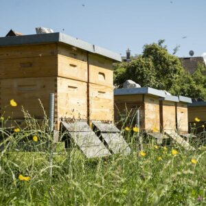 Die Bienenstöcke Der Apimundi – Bioimkerei Hetz In Lauterach (Foto: Michael Kreyer)